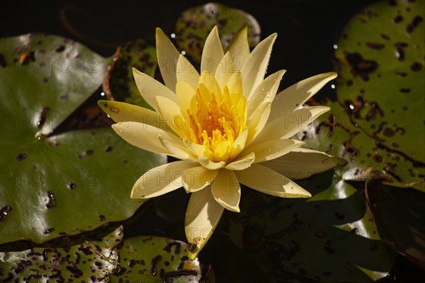 Yellow water lily