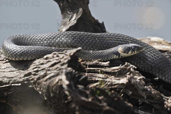 Grass snake