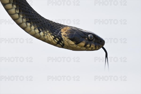 Grass snake