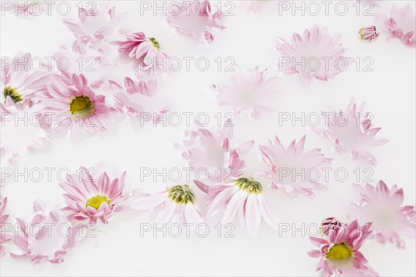 Close up beautiful pink flowers floating water
