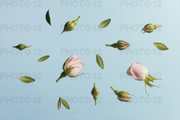 Flat lay pink spring roses