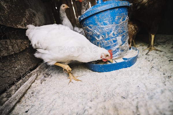 White hen feeding fodder coop