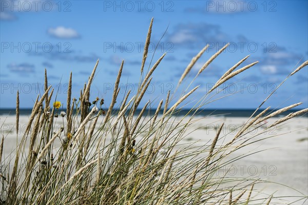 Beach grass in the dunes on the beach of the North Sea island of Terschelling