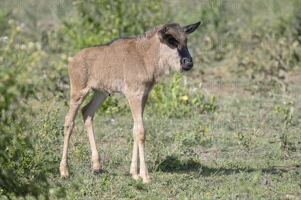 Wildebeest