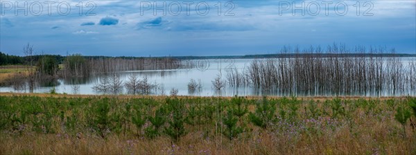 Trees planted for the recultivation of Lake Senftenberg