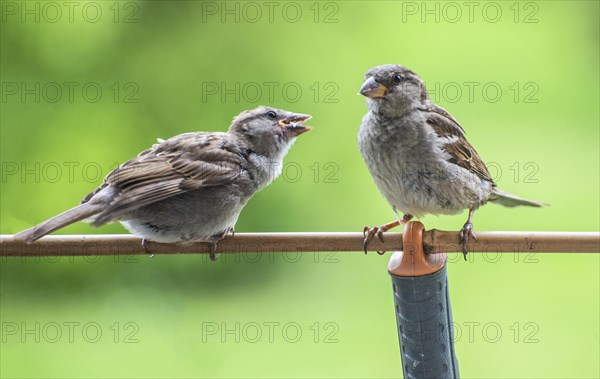 Tree sparrows