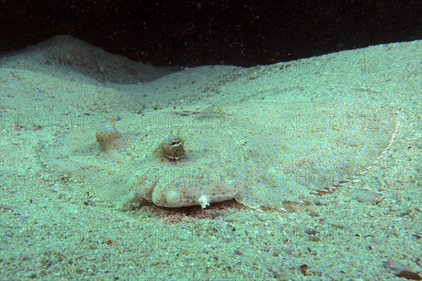 Portrait of peacock flounder