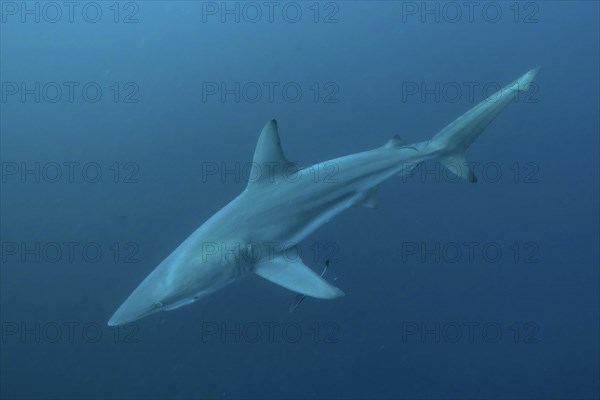 Blacktip shark