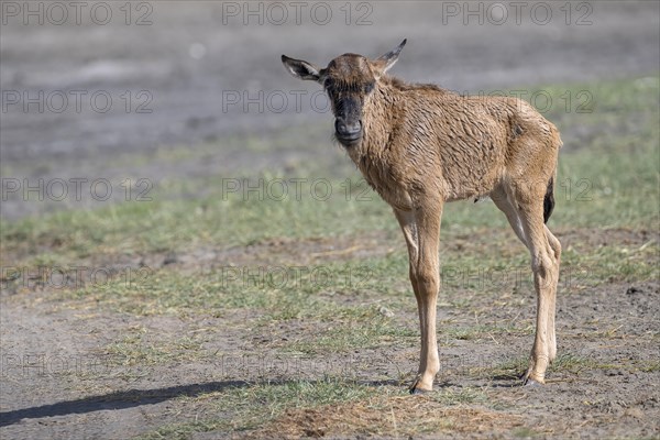 Wildebeest