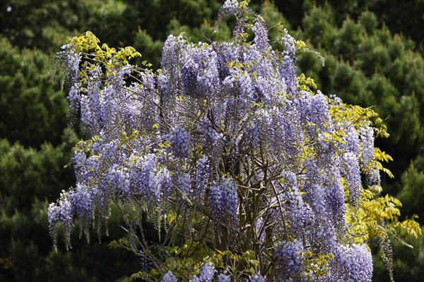 Japanese blue vine