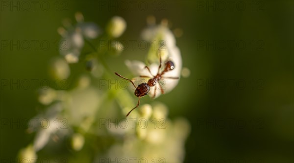 European fire ant