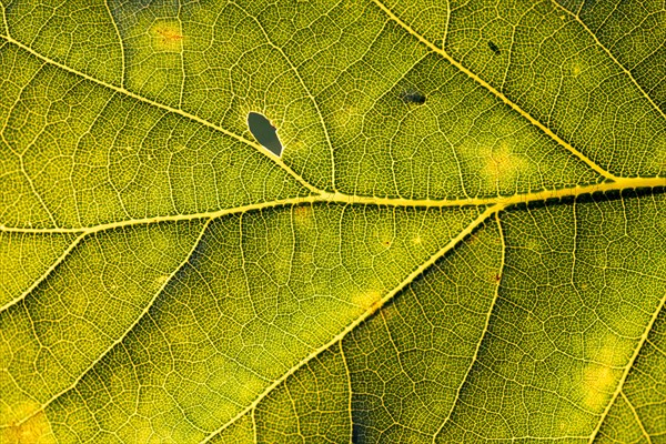 Leaf of an oak