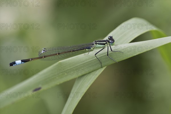 Blue-tailed damselfly