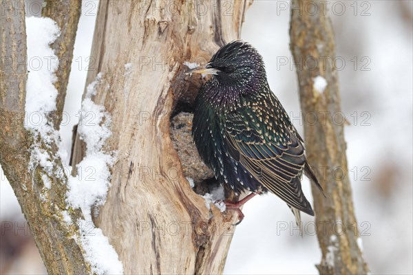 Common starling