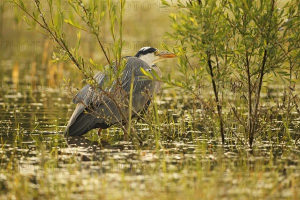 Grey heron