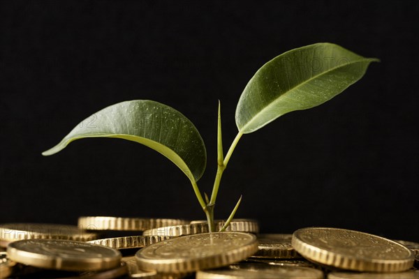 Front view plant growing from coins