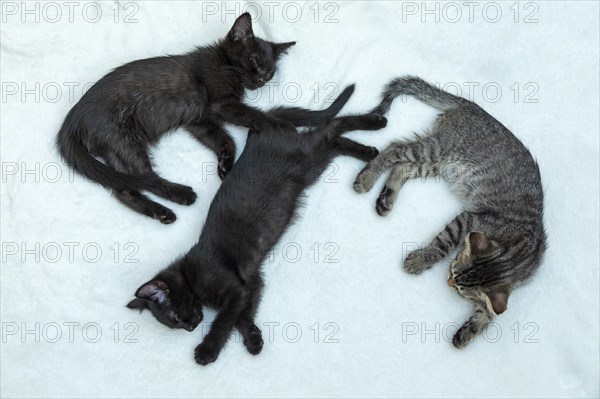 Three nine-week-old kittens sleeping