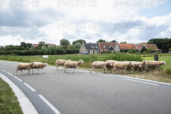 Sheep of a flock crossing a road on the North Sea island of Terschelling