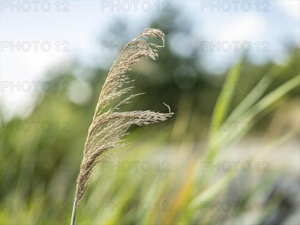 Common reed