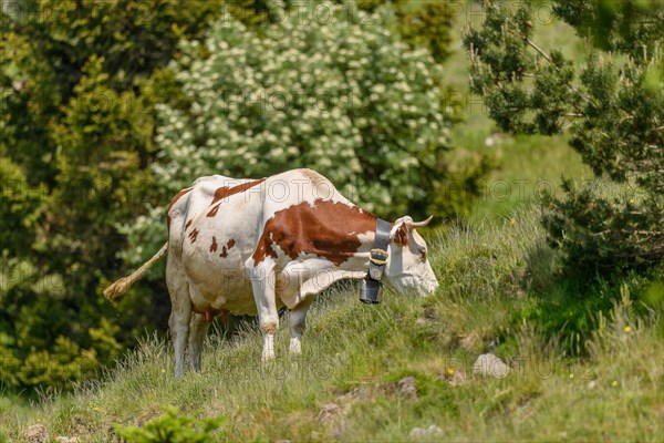 Cow with a bell grazing grass in the mountain in the spring. Vosges