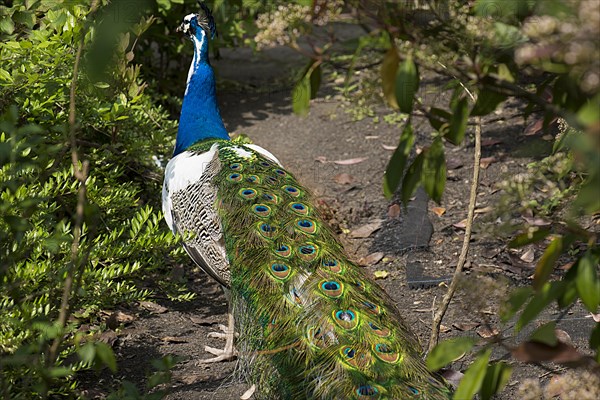 Peacock