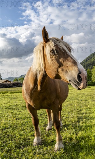 Haflinger horse