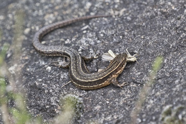 Viviparous lizard