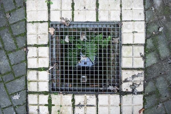 Green fern growing out of a sewage shaft