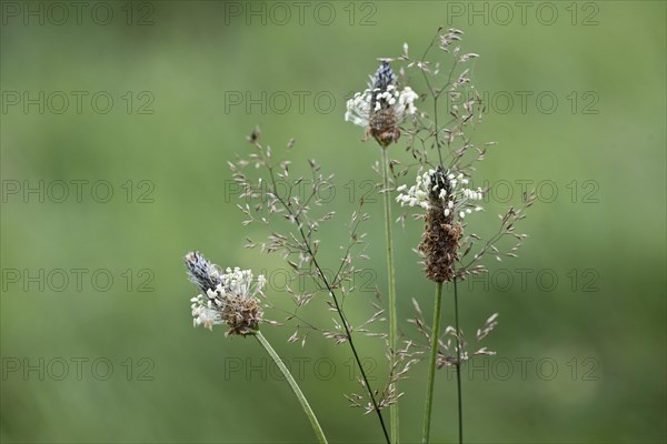 Ribwort plantain