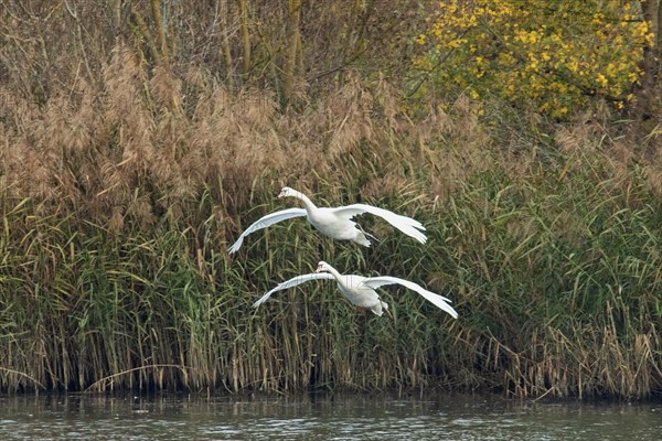 Mute Swan two birds with open wings flying in front of reeds and water looking left