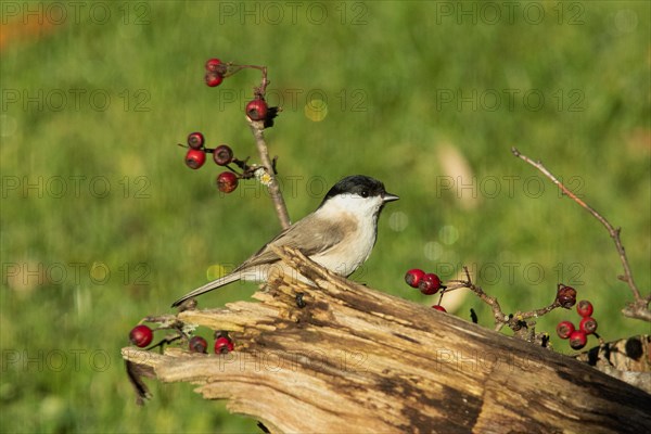 Marsh Tit standing on tree stump with red berries seen right