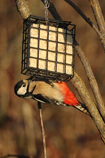 Great spotted woodpecker