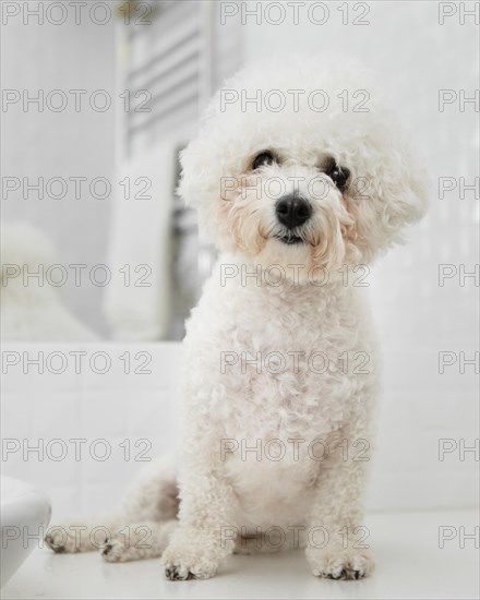 Little dog sitting bathroom