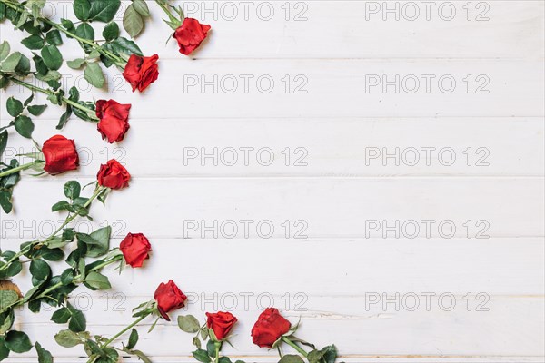 Roses lying semicircle