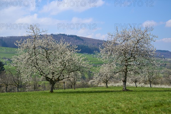 Cherry trees