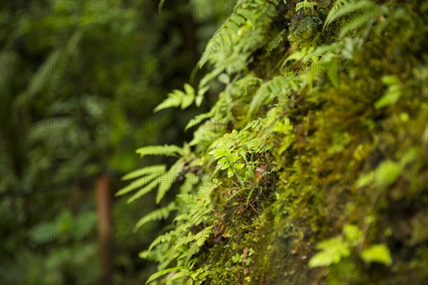 Close up moss growing tree trunk tropical forest