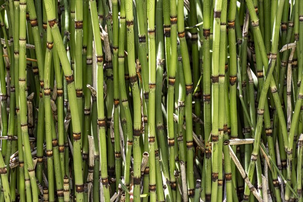 Front view bamboo sticks