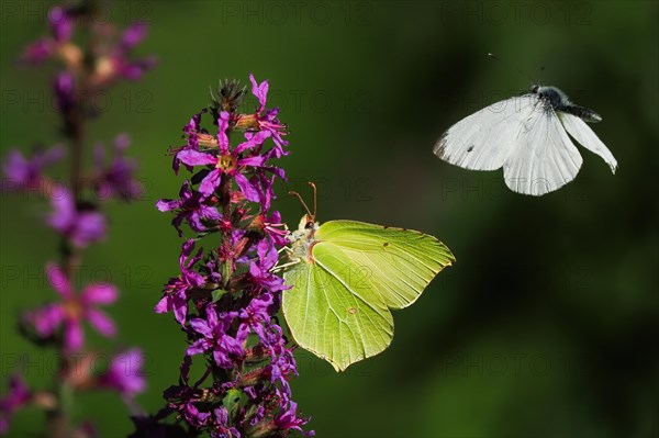 Brimstone