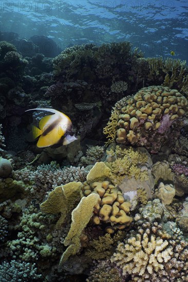 Red sea bannerfish