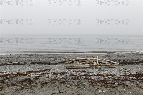 Driftwood on the beach