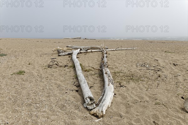 Driftwood on the beach