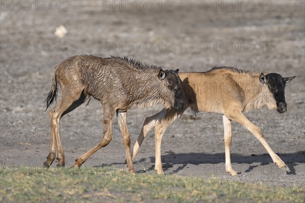 Wildebeest