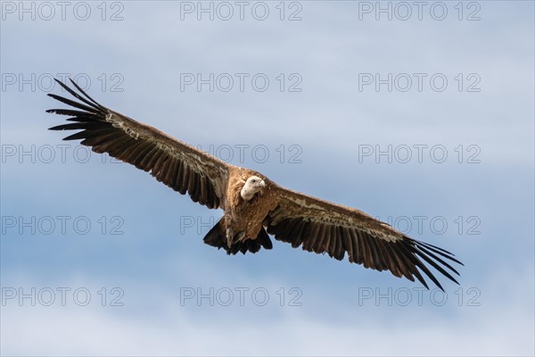 Griffon Vulture