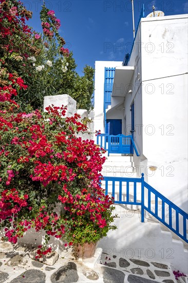 White Cycladic houses with red bougainvillea