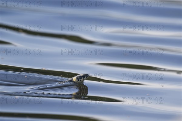 Grass snake