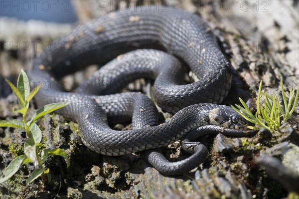 Grass snake