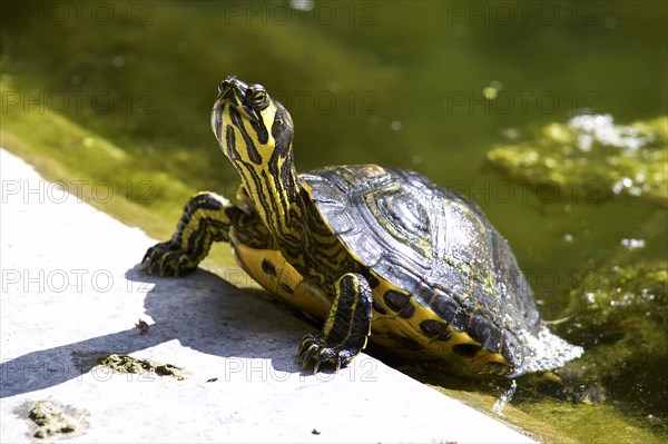 Ornate turtle