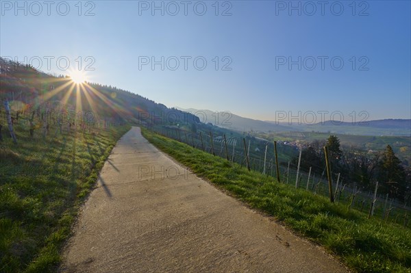 Vineyard path