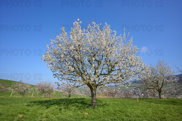 Cherry tree