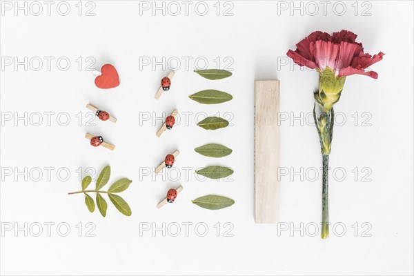 Carnation flower with green leaves table